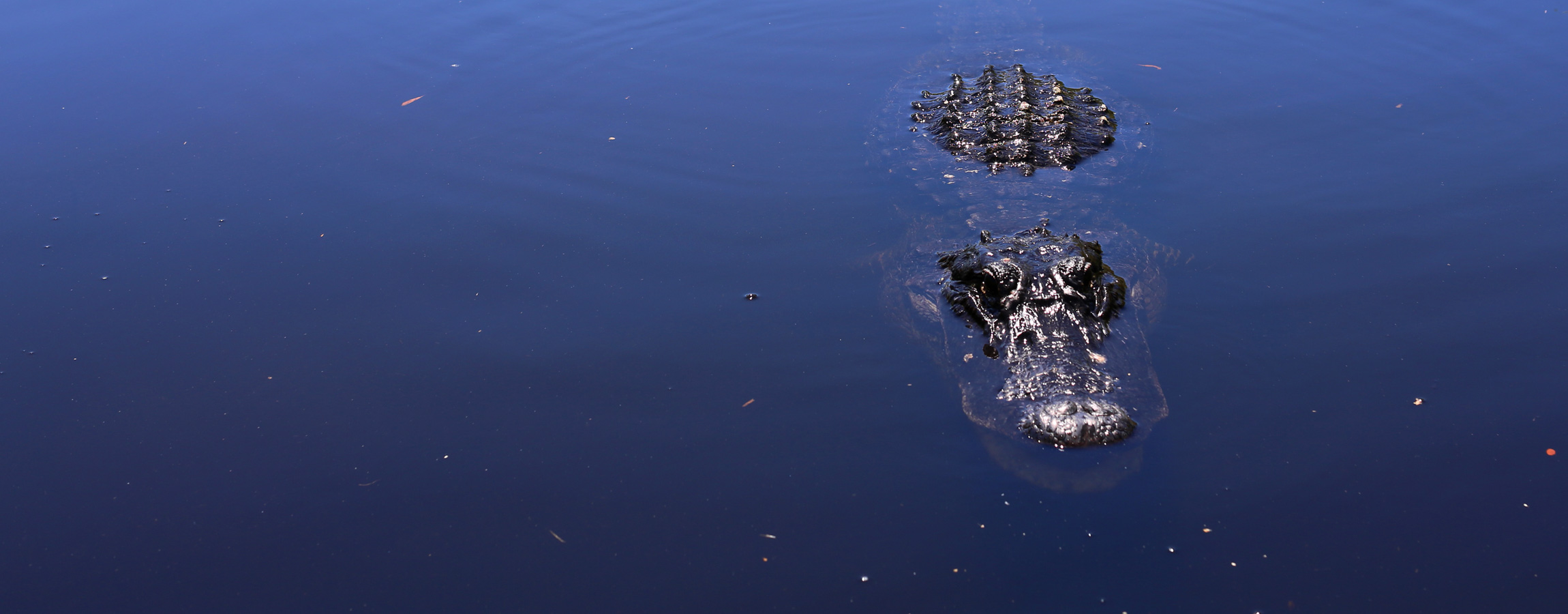 Alligator Wildlife show at GatorPark