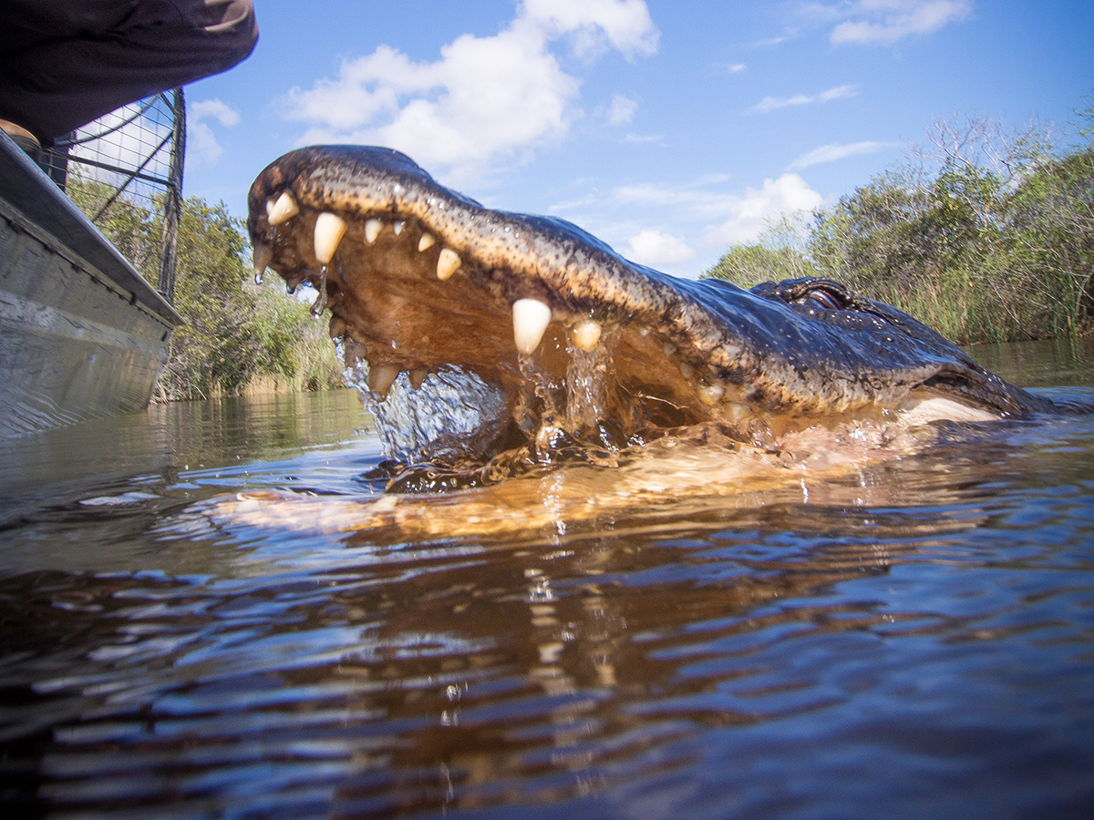 airboat tour alligators