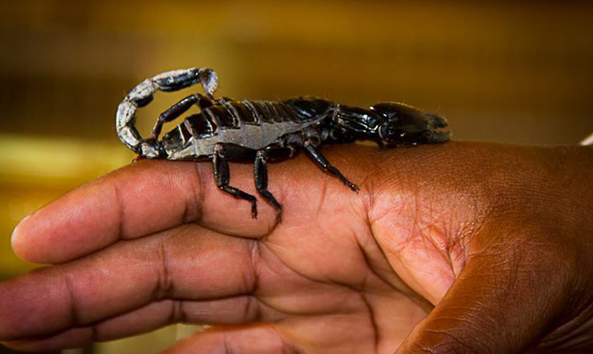 Scorpion on a hand