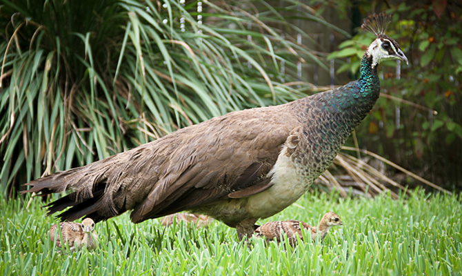 Peacock and Babies