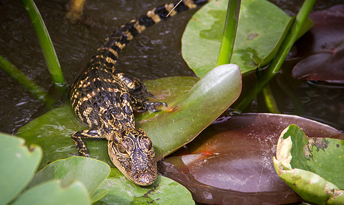 Baby Gator in Everglades