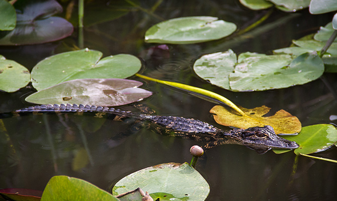 Baby Alligator Swimming in the Everglades