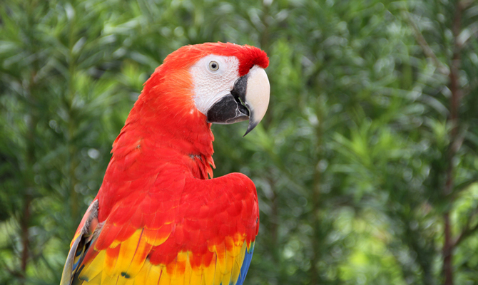 Macaw