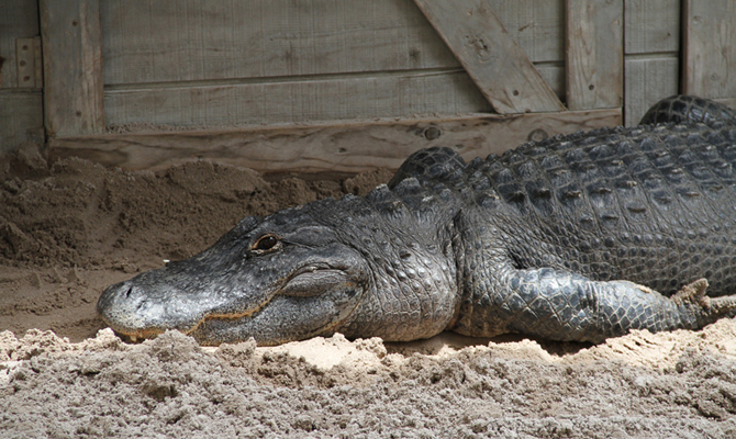 Large Alligator