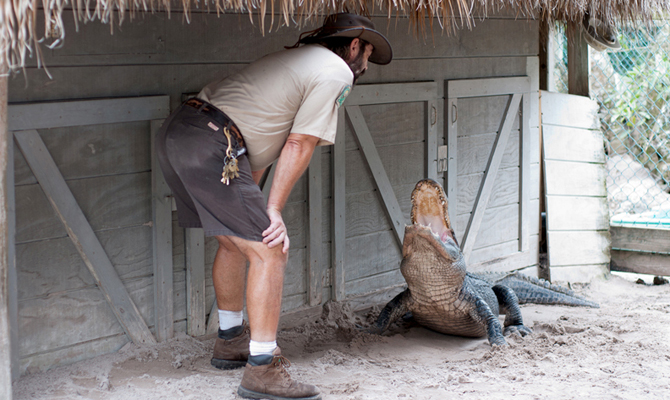 Alligator in Wildlife Show