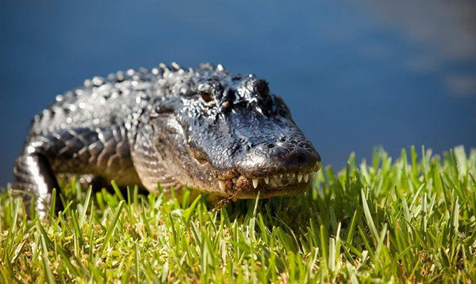 Alligator on Grass