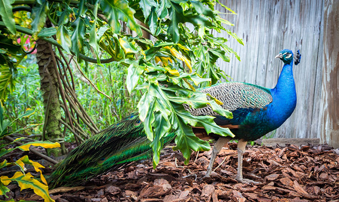 Peacock