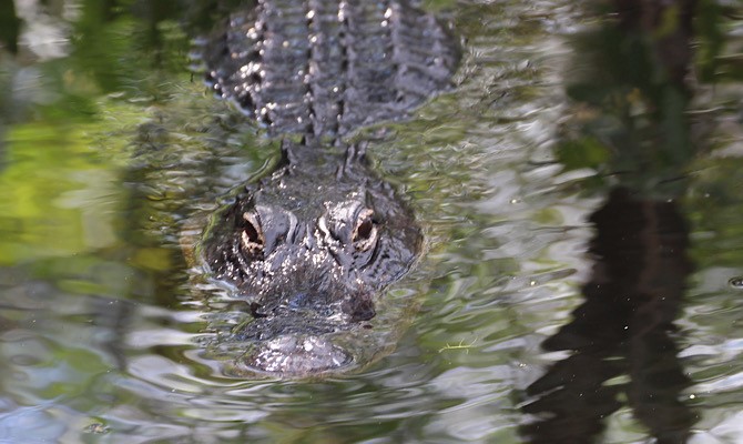 Wild Alligator