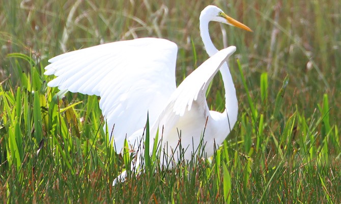 Birds of the Everglades Great Egret